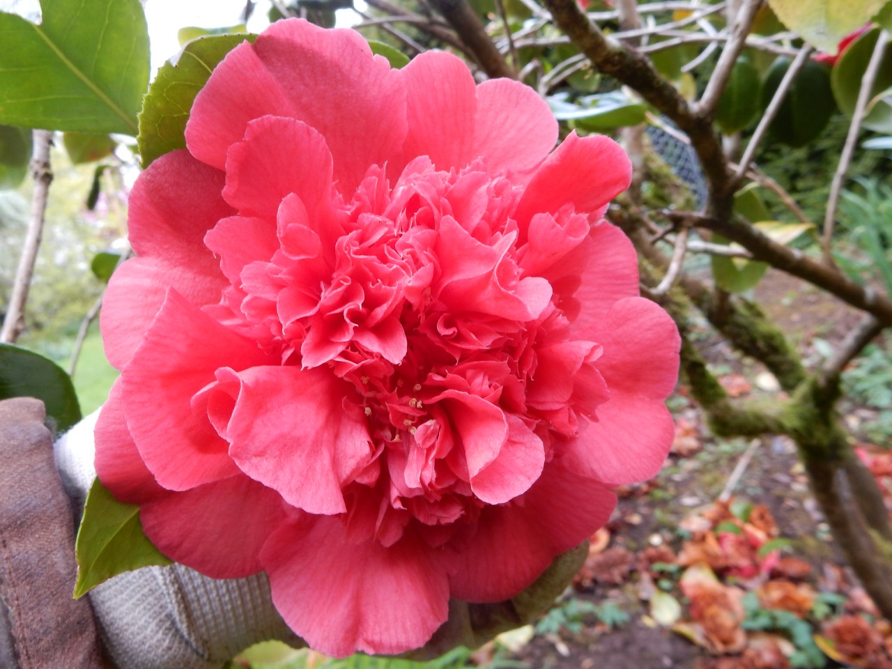 C. japonica 'Mariann'